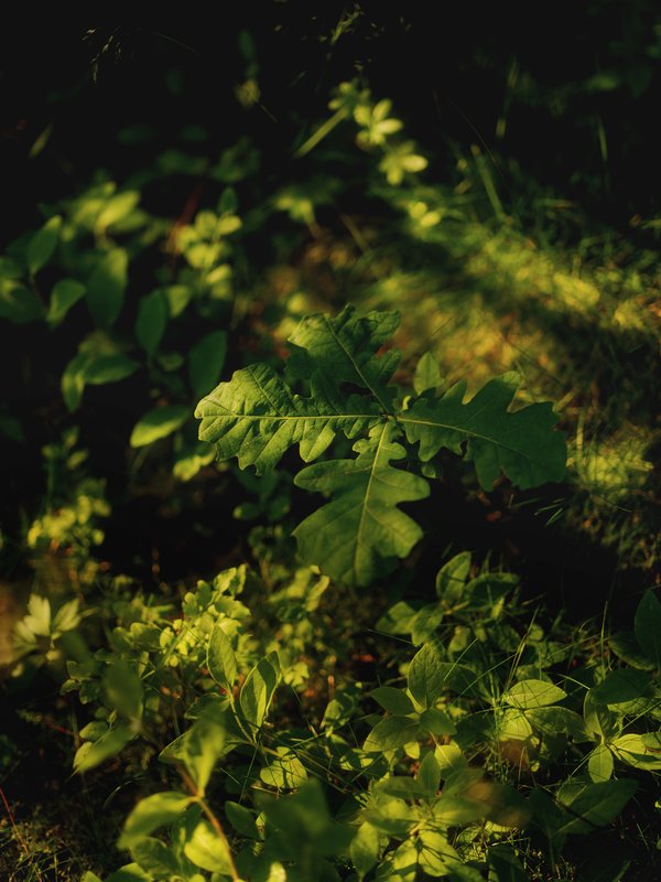 Hamran_Sjoneviga_photo_Einar_Aslaksen_2050_web